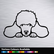 Peeking Poodle Dog Cute Funny