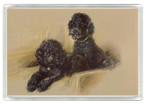 Poodle dog fridge magnet - fridge,