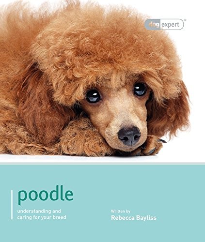 Poodle dog expert various - dog, expert-various