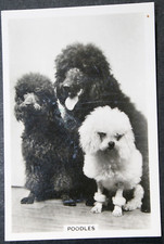 POODLE  VARIETIES  Vintage