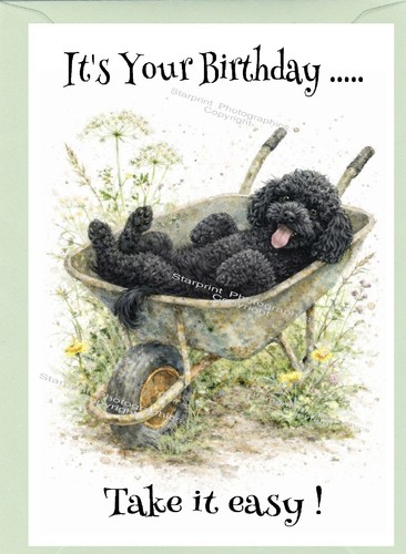 Poodle black dog - black, birthday