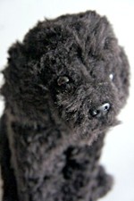 Black Short Haired Poodle