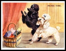 POODLE LITTLE DOGS PICNIC TIME
